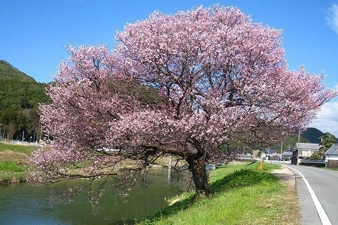 地蔵一本桜