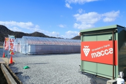 いちご畑　macca（まっか）