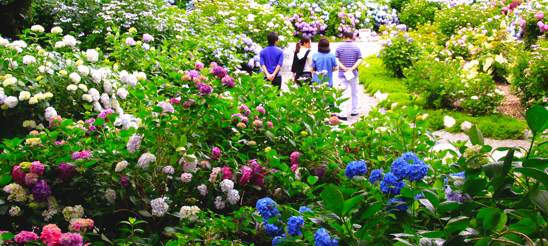 津万乃郷 あじさい園（西林寺）6月中旬～7月初旬開園